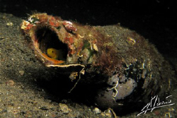 "beer" goby in Lembeh Strait by Adriano Trapani 